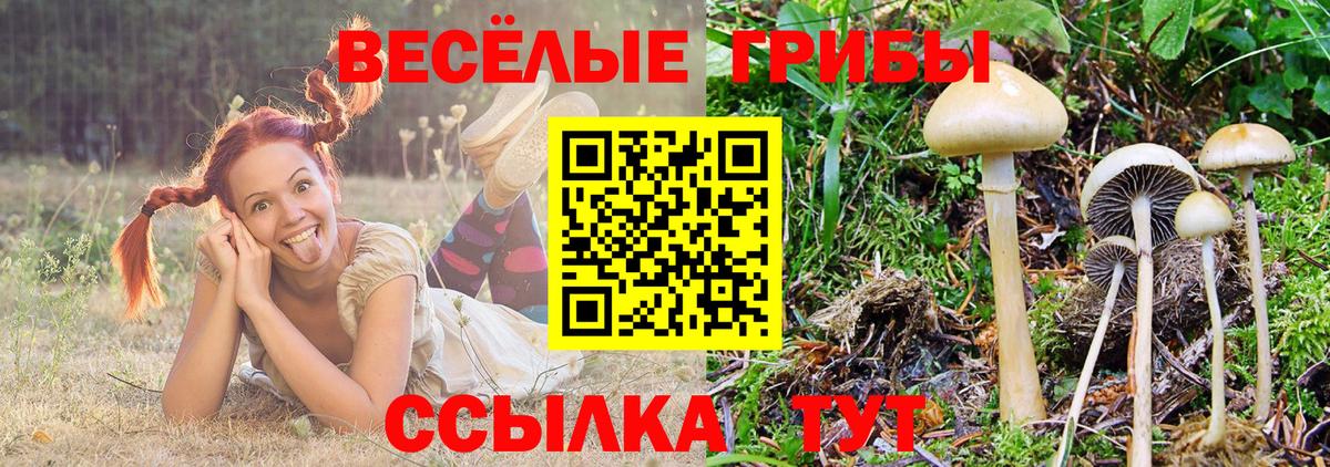 магазин продажи   Вход с VPN  Сухой Лог  Галлюциногенные грибы Cubensis 